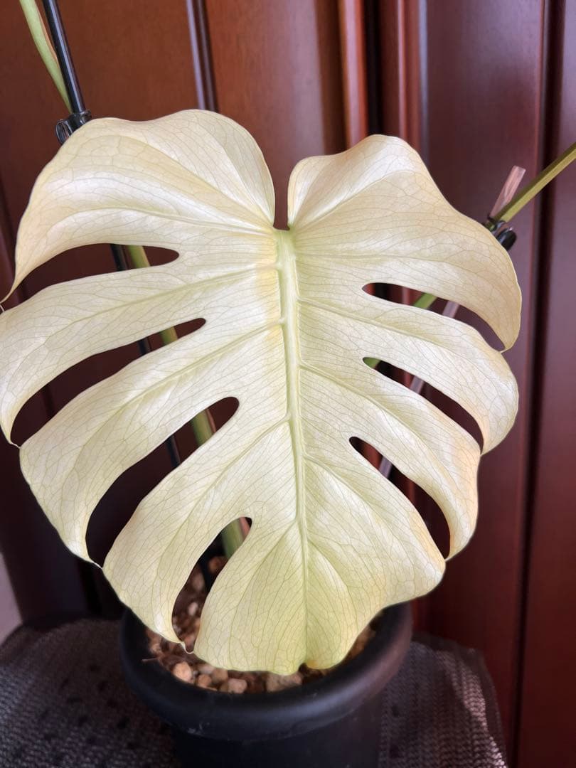 斑入りモンステラデリショーサホワイトモンスター 50%OFF【選抜】モンステラ デリシオーサ 'ホワイトモンスター – RARE