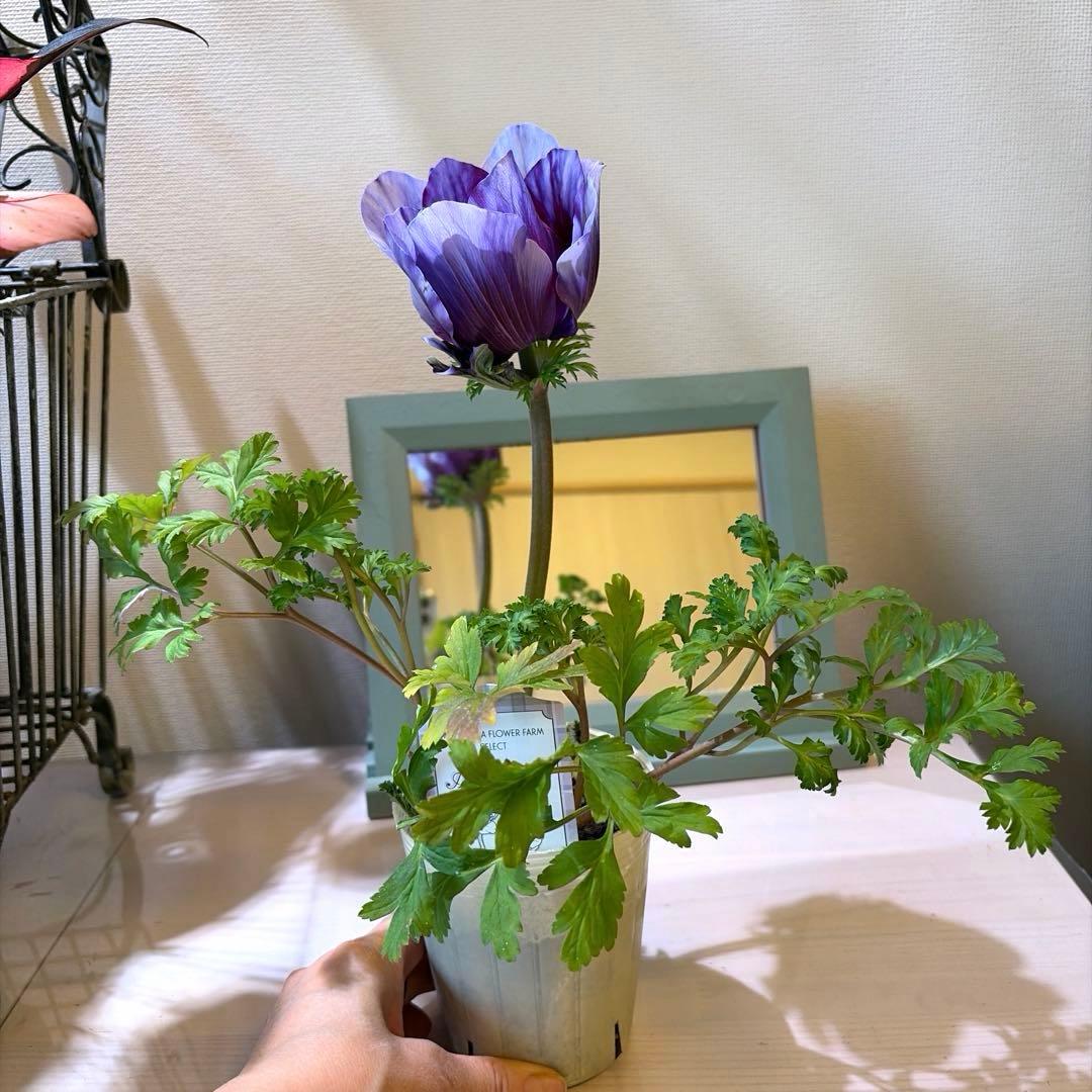 【レア】【一重咲き】アネモネ　ミストラル　ティグレワイン　ポット苗《2/11》❷