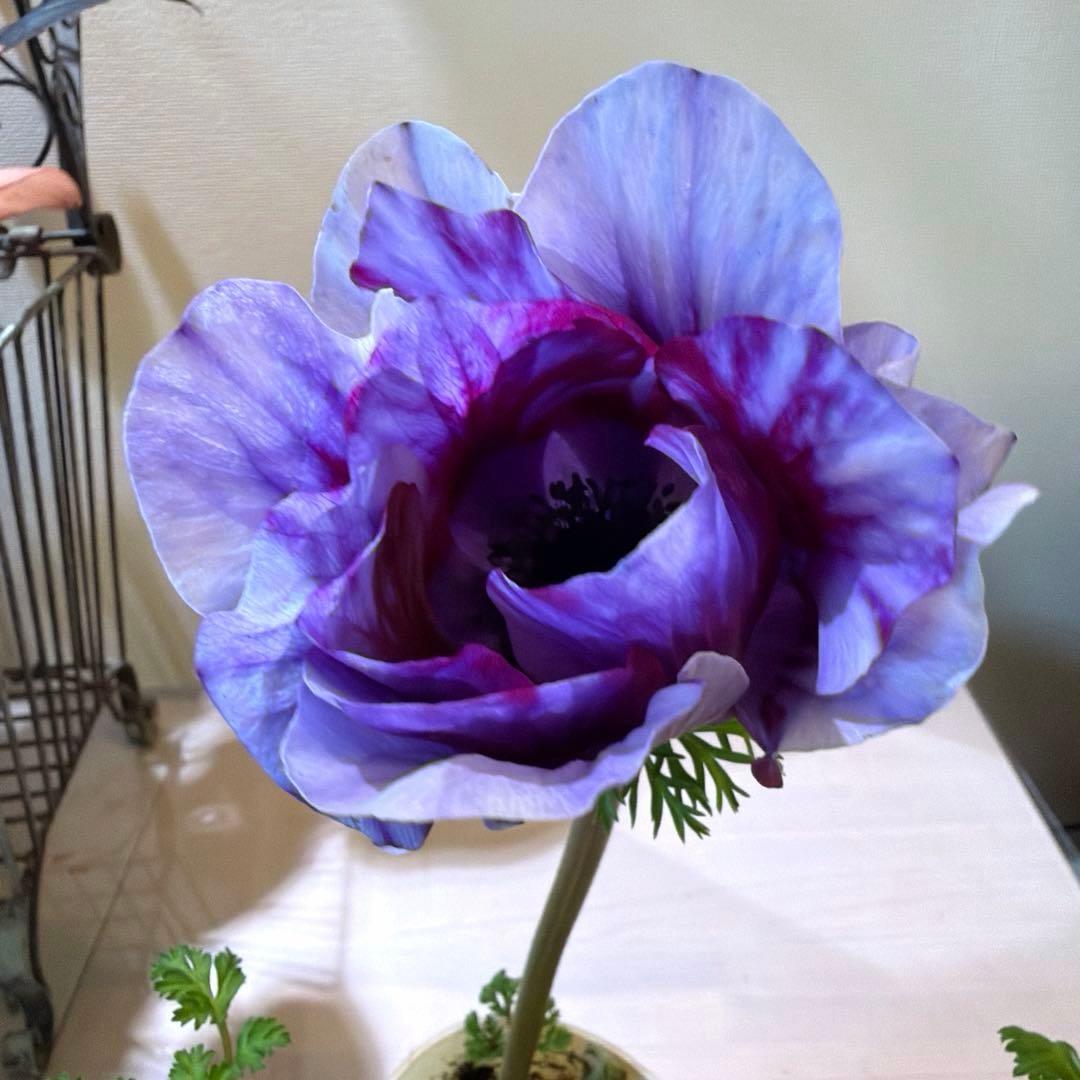 【レア】【一重咲き】アネモネ　ミストラル　ティグレワイン　ポット苗《2/11》❷