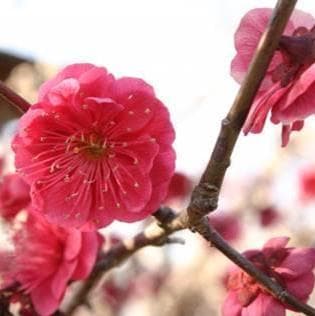 《現品》鹿児島紅梅（カゴシマコウバイ）樹高1.9ｍ（根鉢含まず）33【花梅苗木】