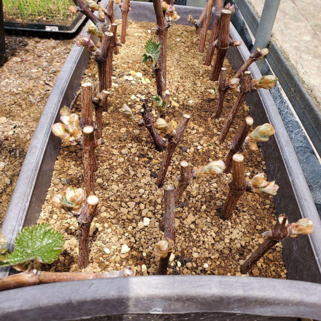 kb様専用】色々な穂木栽培 挿し木 苗木に♪ - メルカリ