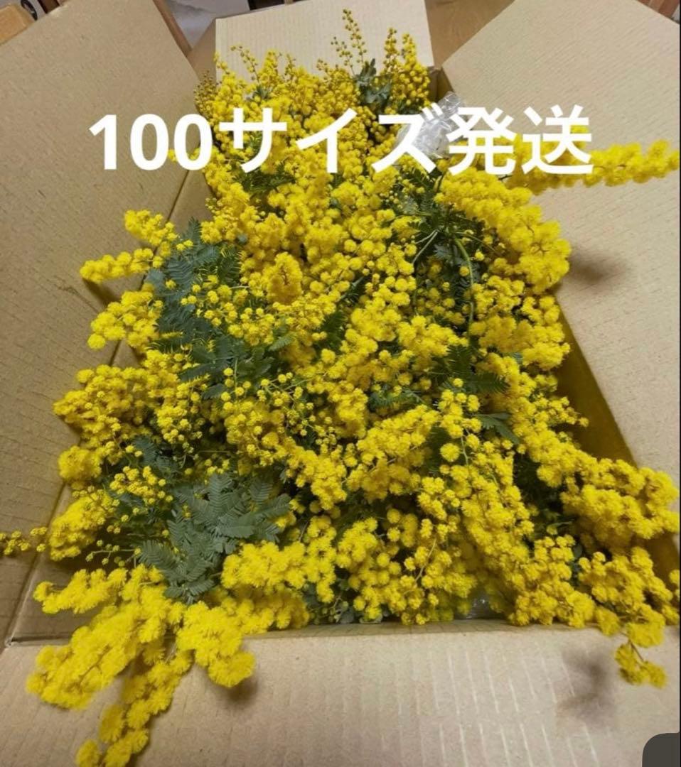 ☆ミモザ 100サイズ(91㎝)箱 保水あり フレッシュミモザ 午後12時〆切