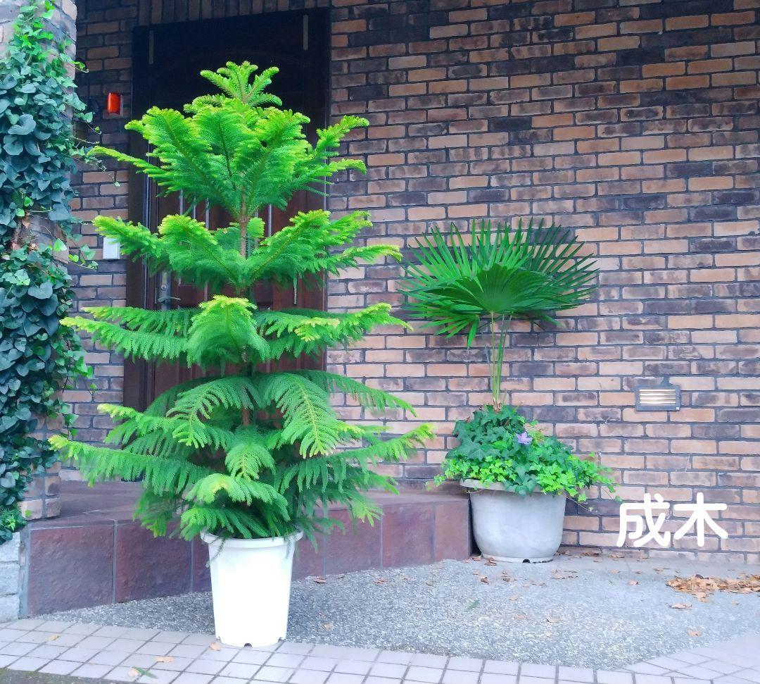 アロカリア シマナンヨウスギ苗木 シマ南洋杉 南洋杉 大型170❗苗木