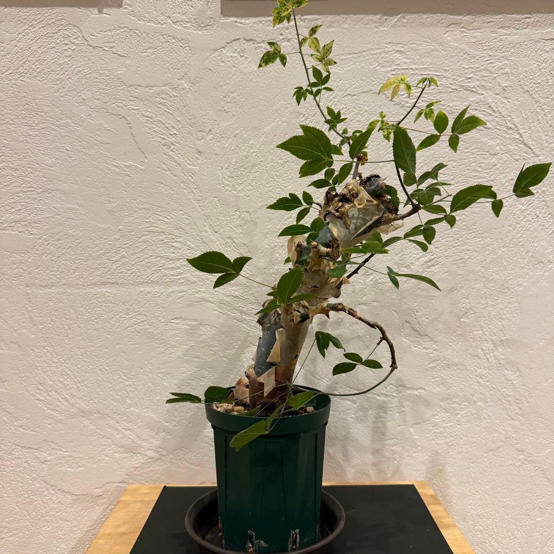 コミフォラ コミフォラエミニー 塊根植物 発根済 塊根 fit=scale-down,w=1200