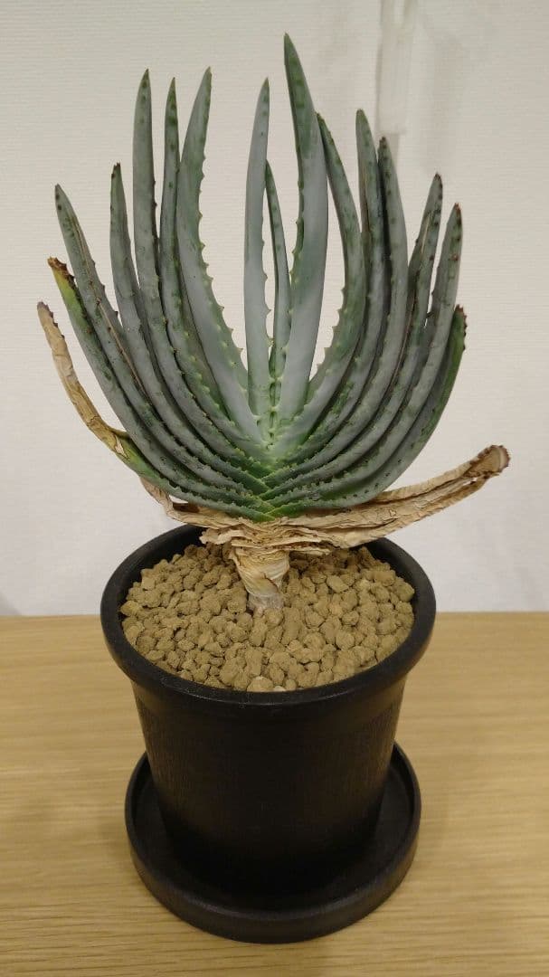 美優良株 アロエ コンプレッサ シストフィラ 実生株 美優良株 アロエ コンプレッサ シストフィラ 実生株 - メルカリ