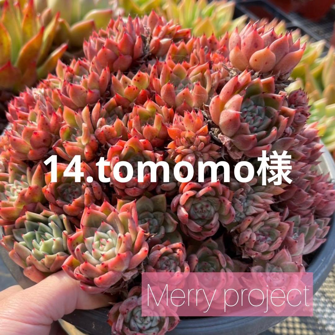 10.tomomo様 10.tomomo様 ZX-10R/RR/SE(ZX1000R/S/Z/C）-since 2016