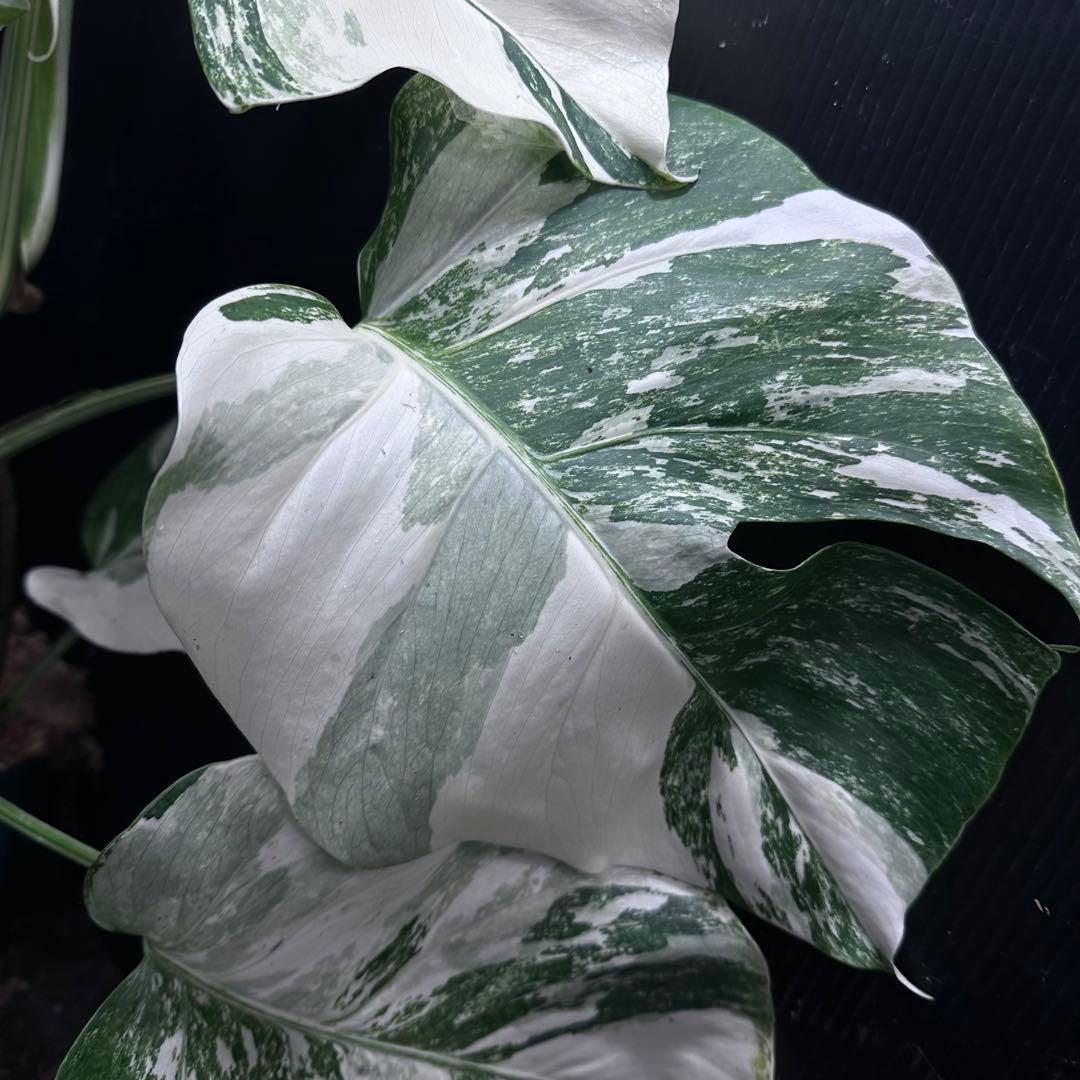 斑入りモンステラ ホワイトタイガー極美大株64cm白斑多 - メルカリ
