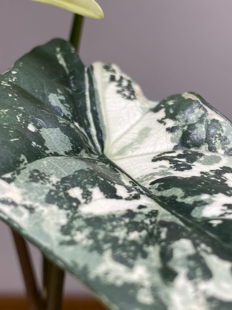 超希少‼️美株✨】アロカシア シンポ アルボ 斑入り 白斑 レア 人気