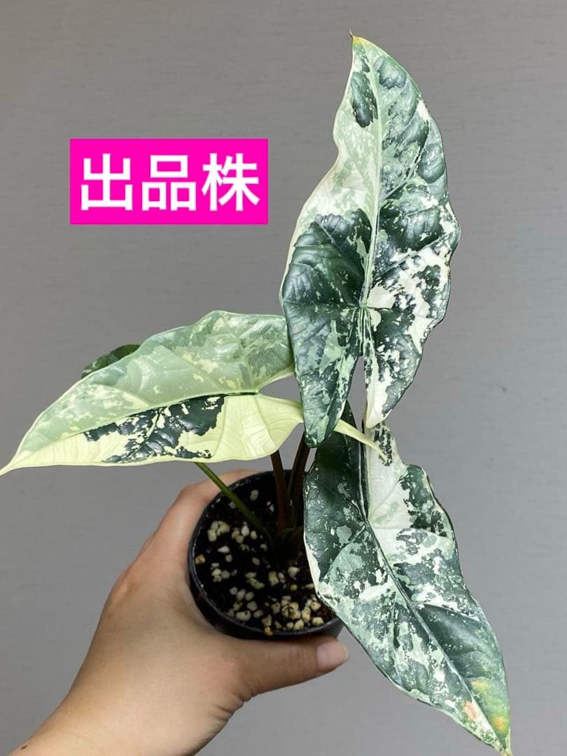 超希少‼️美株✨】アロカシア シンポ アルボ 斑入り 白斑 レア 人気