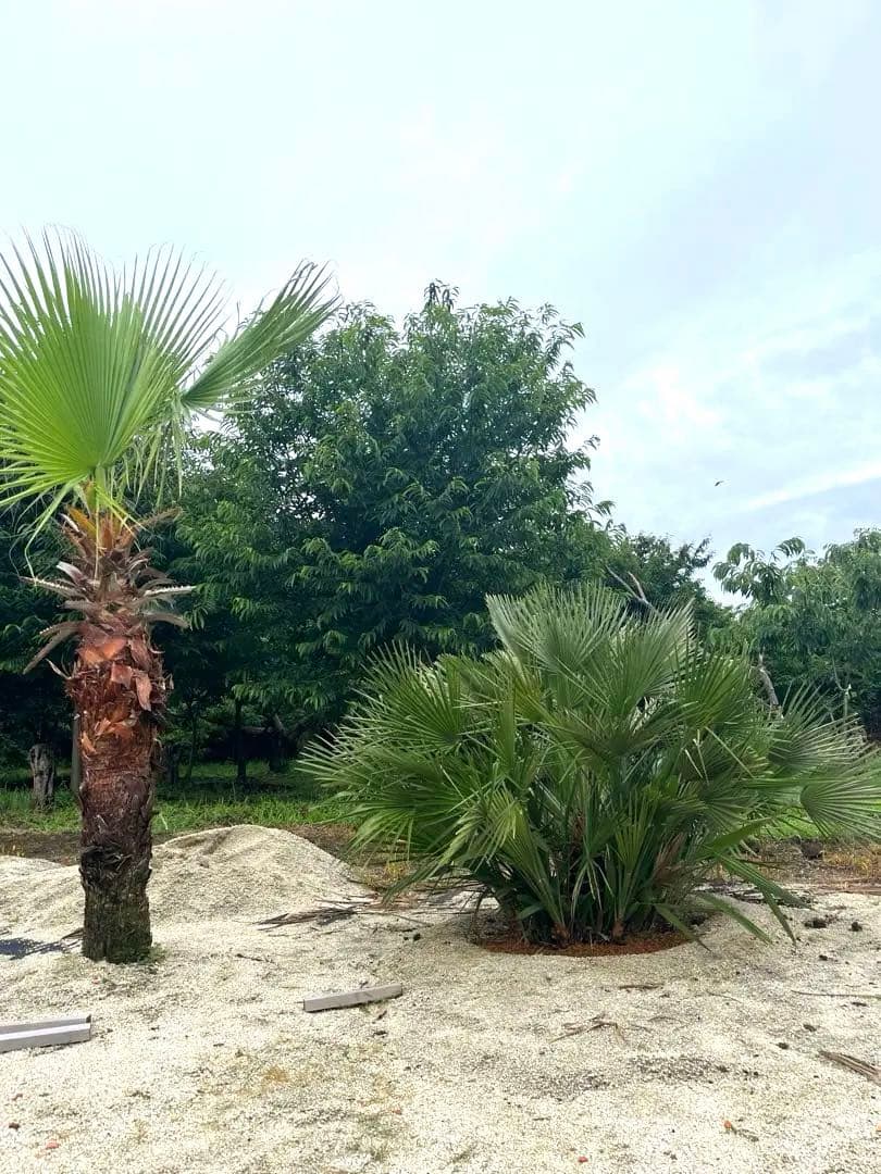 巨大チャメロップス　引き取り限定