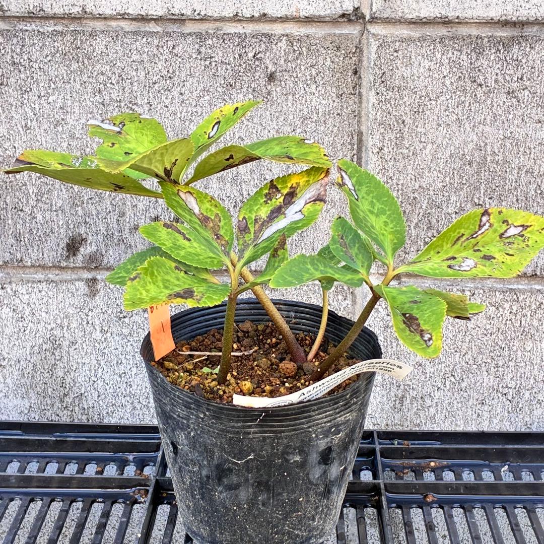 ✱*✱様 ❤️開花株❤️897Ash【ATLAS】超巨大充実❤️超大株❤️根パン