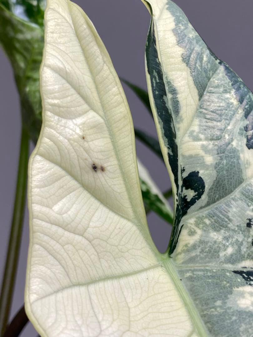 超希少‼️美株✨】アロカシア シンポ アルボ 斑入り 白斑 レア 人気