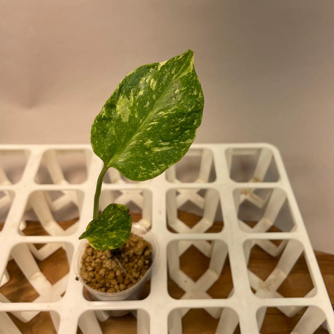 S*u様 ms24モンステラ・エレクトロライト 斑入り 希少種　Electro モンステラ・デリシオーサ 'エレクトロライト' 成長記録・育て方