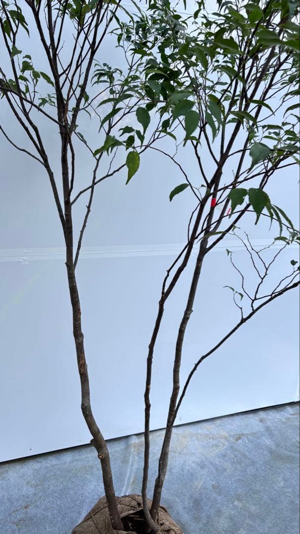 美しい樹形が魅力的 山採り ハイノキ 株立 735 樹高2.1m位 高級樹