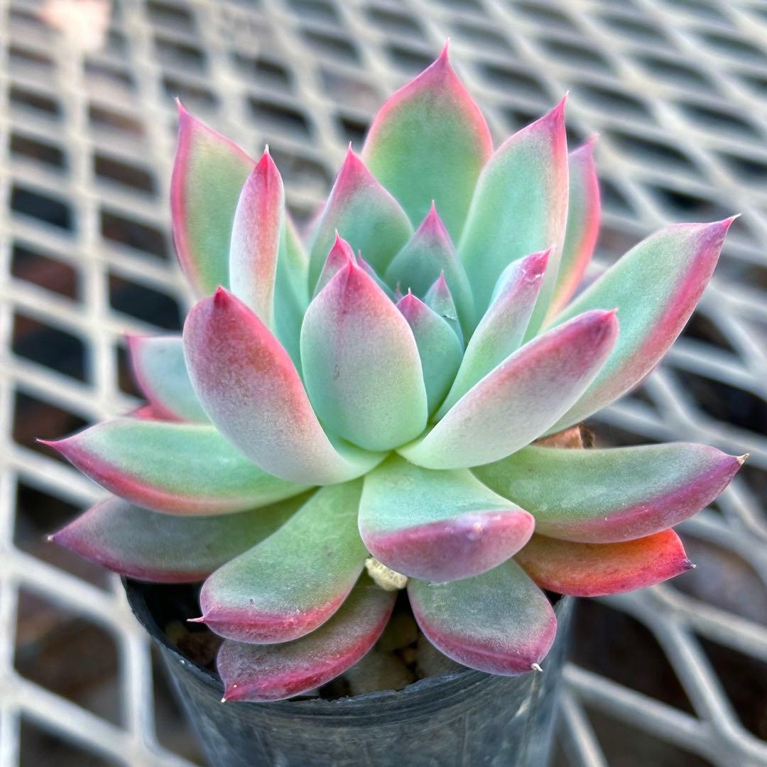 エケベリア　二瓶リンゼアナ　ニヘイリンゼアナ　多肉植物　抜き苗 日本花キ流通 多肉植物 swkエケベリア 二瓶リンゼアナ 実生 送料無料