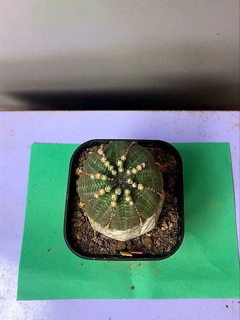 《3号YR》ユーフォルビア　オールド　オベサ　性別不明