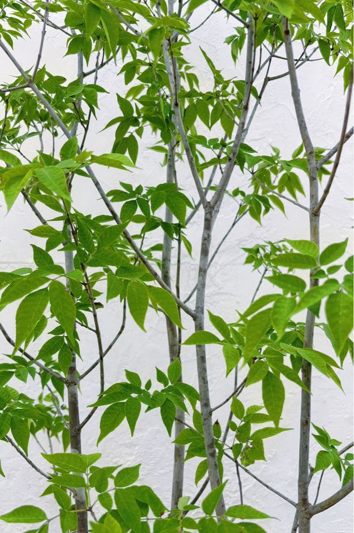 美形。山採りアオダモ 2.8M(鉢底から)品番A