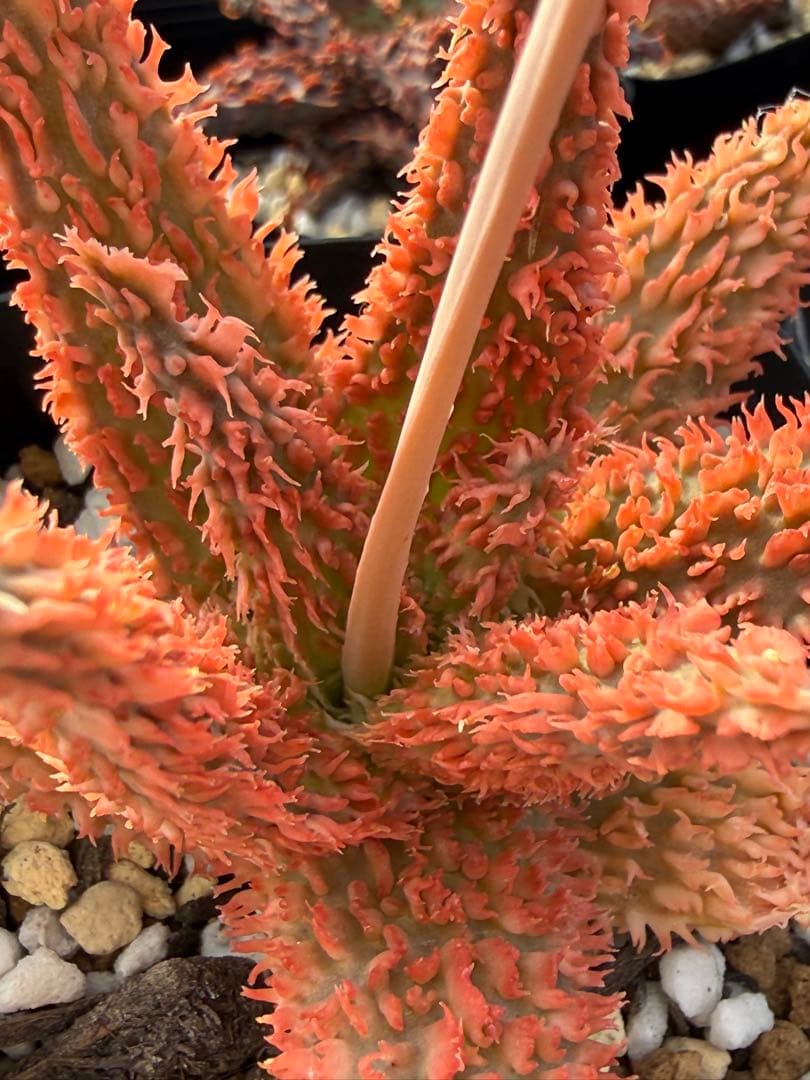 アロエ　ハイブリッド　Aloe hybrid 第四種　Newyear-12 アロエ ハイブリッド【Aloe hybrid】011 – linkplants -リンクプランツ-