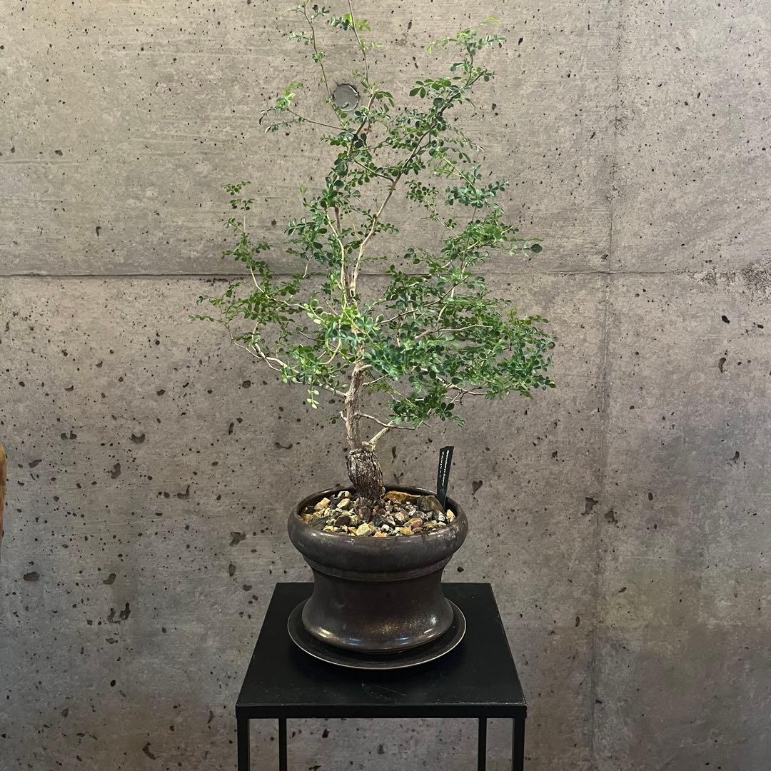 オペルクリカリア　デカリー　根差し　3年　盆栽　鉢付き 2015年に実生で育てたオペルクリカリア。 1枚目、わし実生のデカリー