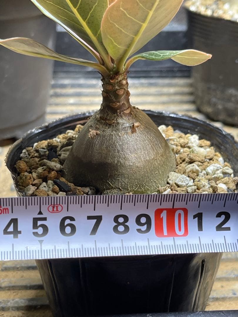 シーズン終了につき格安！アデニュウムソコトラナム(ホンソコ)実生２年目