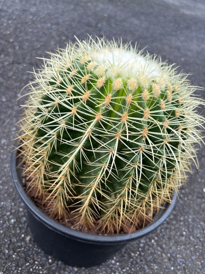 エキノカクタス　グルソニー　キンシャチ　金鯱 エキノカクタス金鯱の基本情報・育て方｜多肉植物・サボテン図鑑