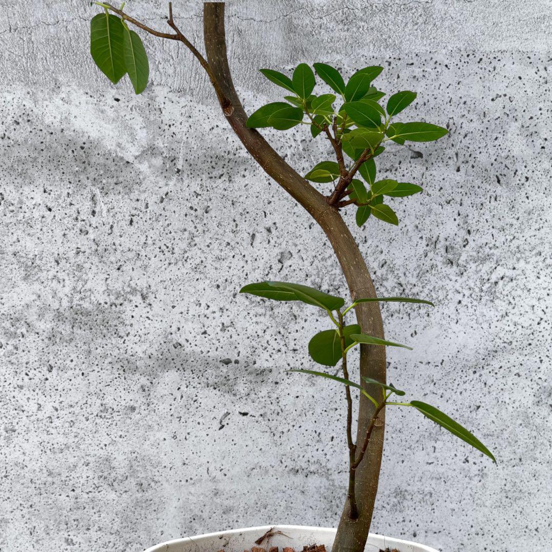 フランスゴム フィカス•ルビギノーサ♪ 130cm スリムな曲がりフォルム