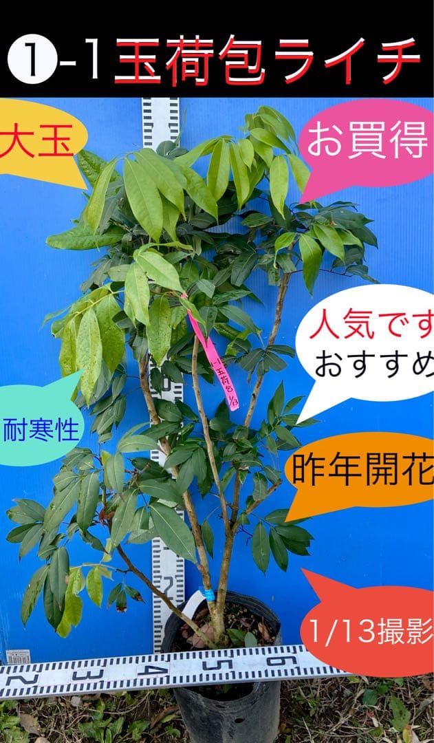 ❶-1 玉荷包ライチ　大玉　耐寒性あり 通販] 生ライチ「玉荷包（ぎょっかほう）」台湾産 豊洲市場から直送