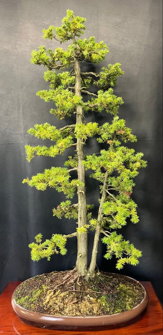 杜松 盆栽 盆栽 八ツ房杜松/盆栽、多肉植物、塊根植物、観葉植物通販/KIDORI -キドリ-