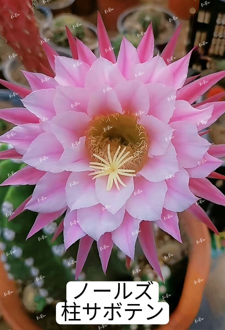 1-保護猫ファミリー様専用商品 花サボテン - メルカリ