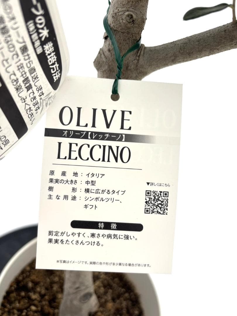 オリーブの木 レッチーノ 8号 約125cm NO.867 人気品種 現品掲載