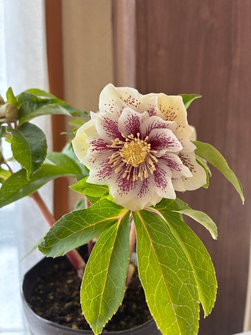 ♡広瀬園芸♡大充実株　ホワイトブロッチ美人