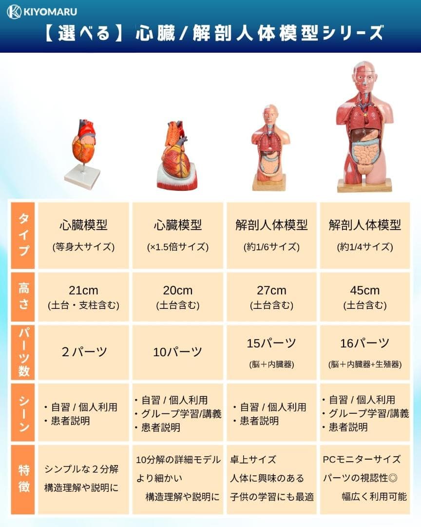 KIYOMARU 心臓模型 1.5倍大 10分解 教育用 新品 - メルカリ