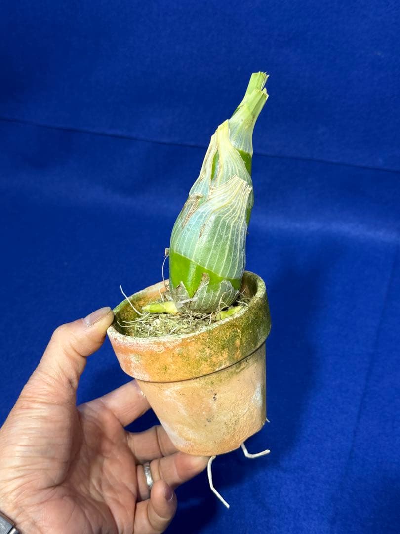 105 タケノコラン　Clowesia 'Queen knight'(OG)