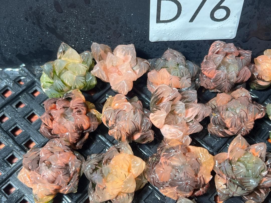 2.多肉植物 ハオルチア オブツーサ錦 水中月錦 糊斑 超美品 25株