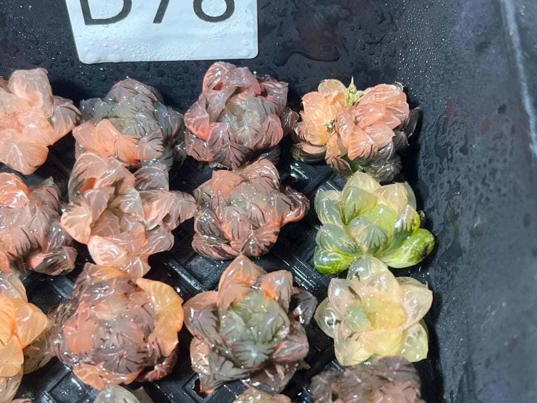 2.多肉植物 ハオルチア オブツーサ錦 水中月錦 糊斑 超美品 25株