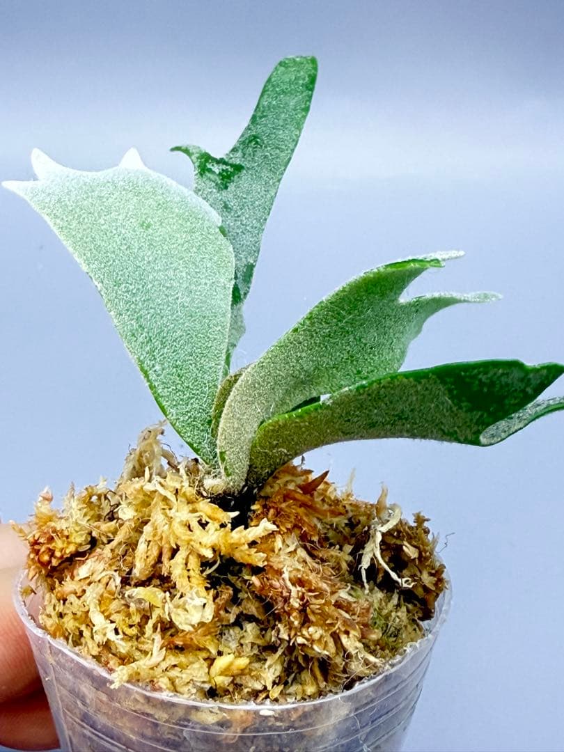 omoro様専用 ビカクシダP.Antler Crown spore (YMDS - メルカリ