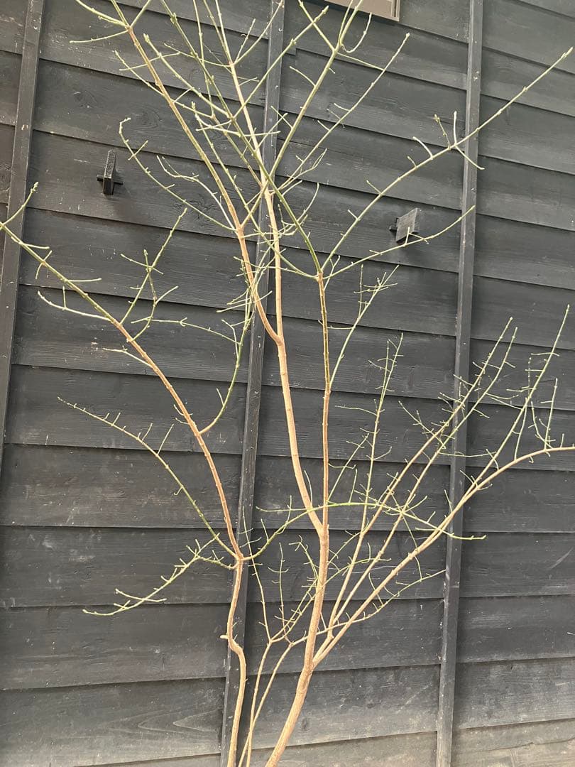 山採り　マユミ