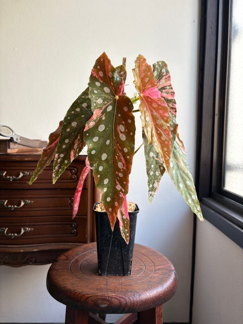 ベゴニア マクラータ 斑入り 3号鉢 ベゴニア マクラータ （ポルカドットベゴニア） 観葉植物 3号鉢 水玉