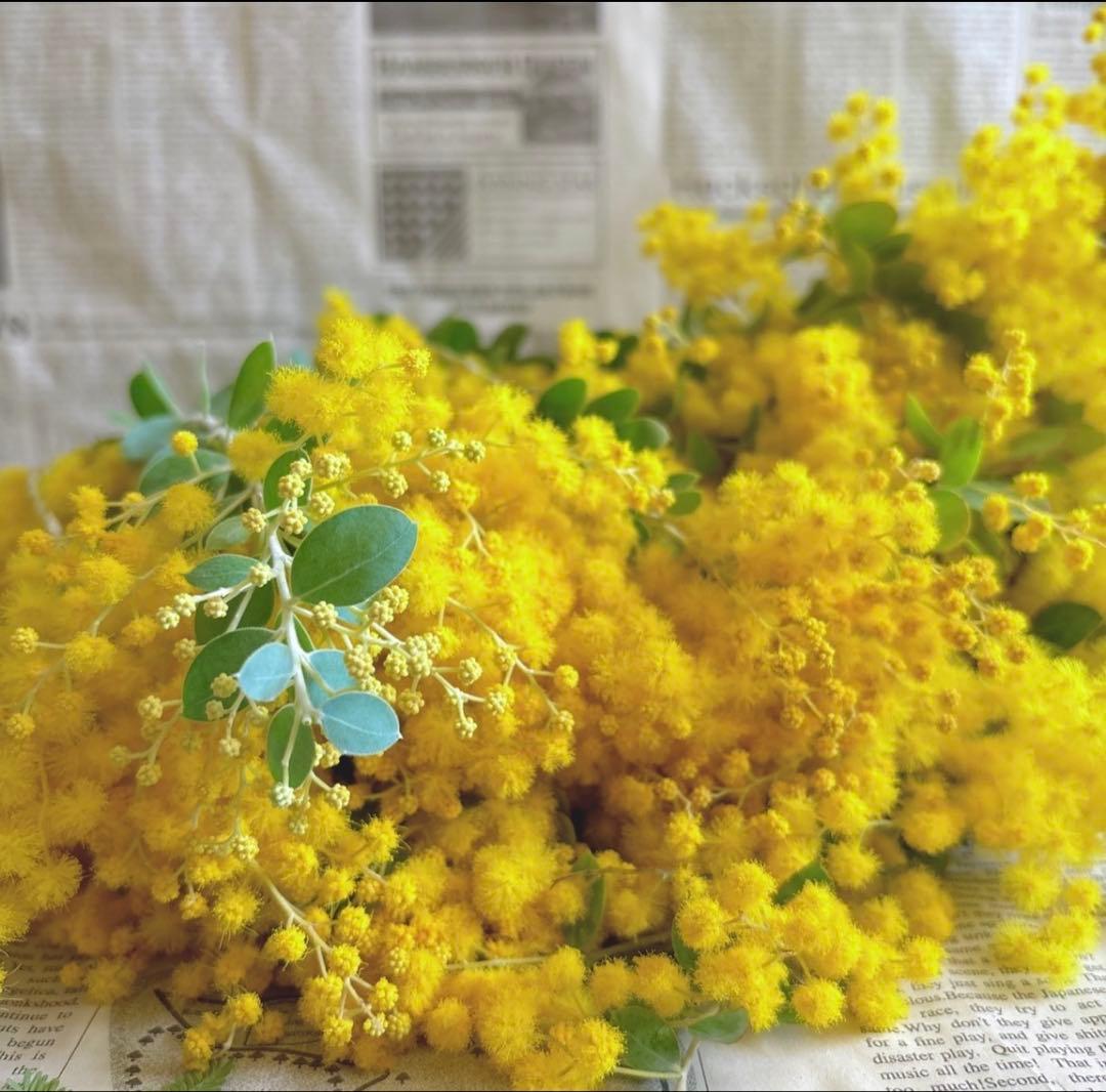 パールアカシア ミモザ 生花 フレッシュ 80サイズ - メルカリ
