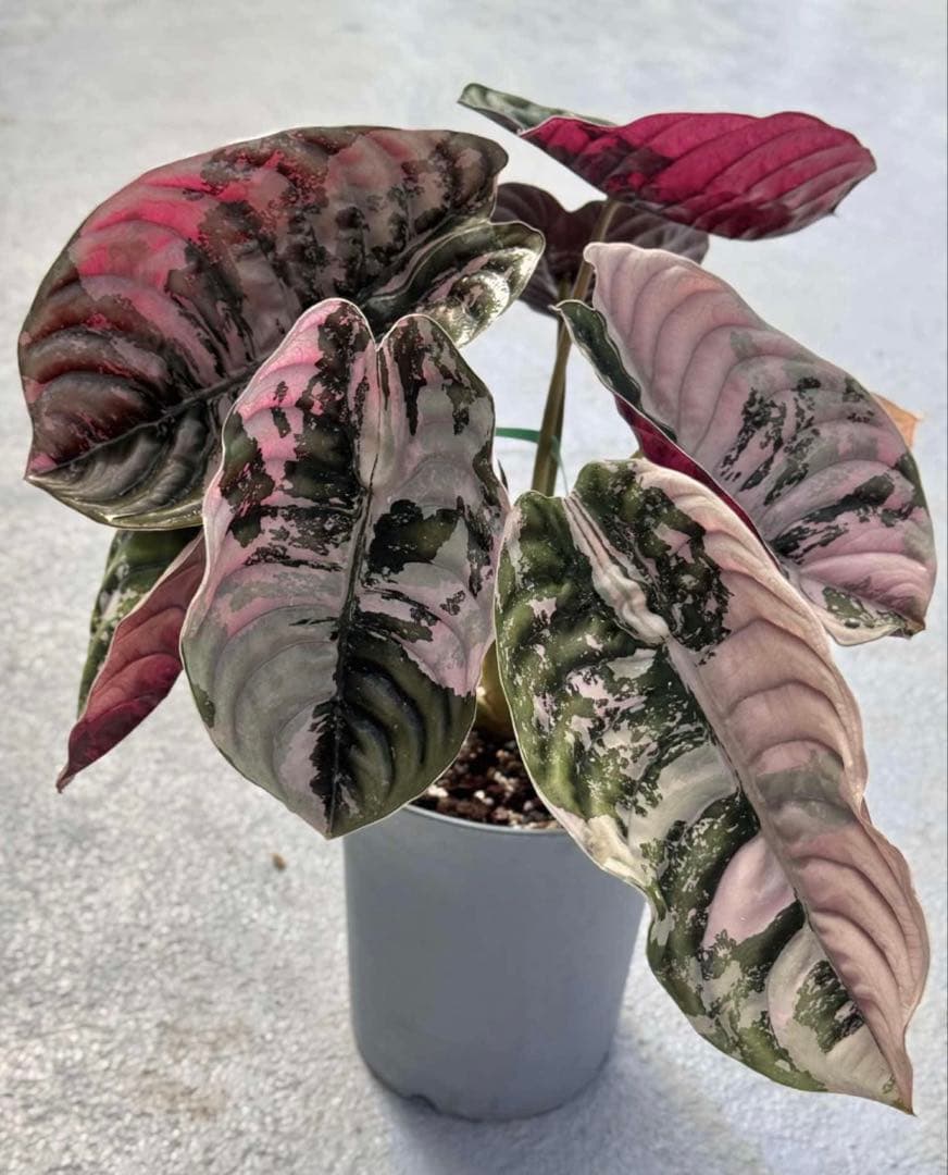 Alocasia Cuprea Red Secret Pink Var - メルカリ