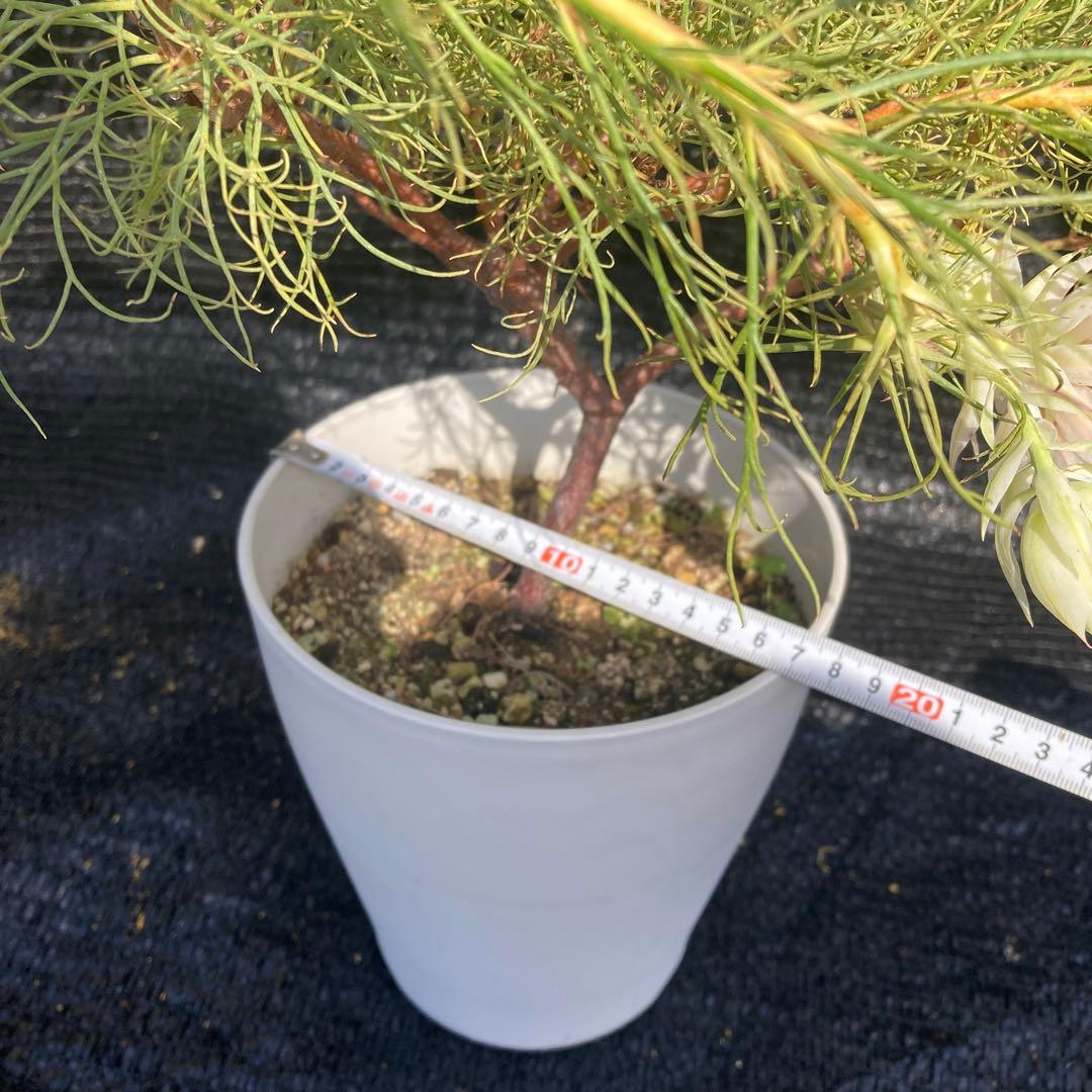 ②*:ஐ白花*:ஐジョーイセルリア・苗木【ブラッシングブライド