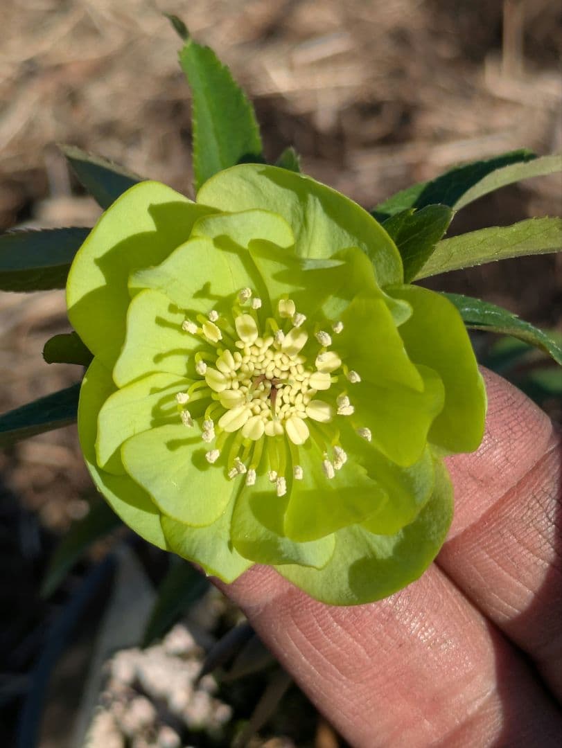 クリスマスローズ ウィンターシンフォニー【極美グリーン・多弁ダブル