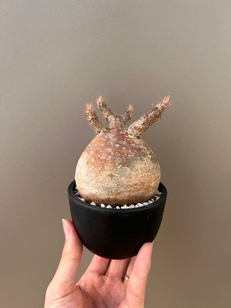 良型】パキポディウム・グラキリス（現地球、発根済み、ぽってり型