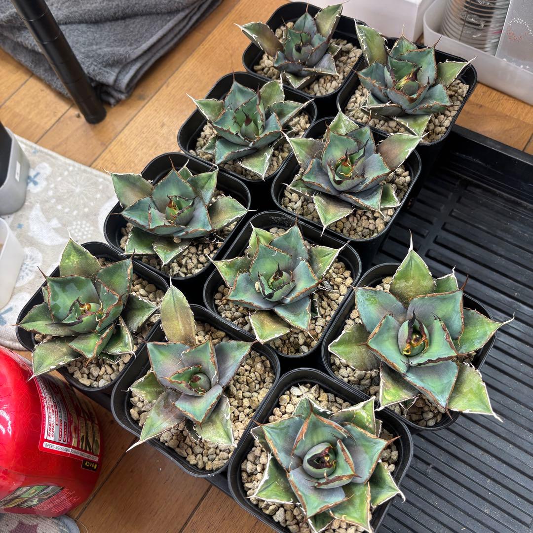 バナナシェイク 5608b4c43348184ef3f10a7d7b614d