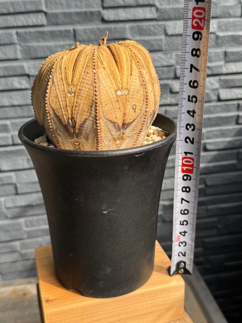 ☆激レア成長点潰れ☆　ユーフォルビア　オベサ　obesa 9.6cm　ホリダ