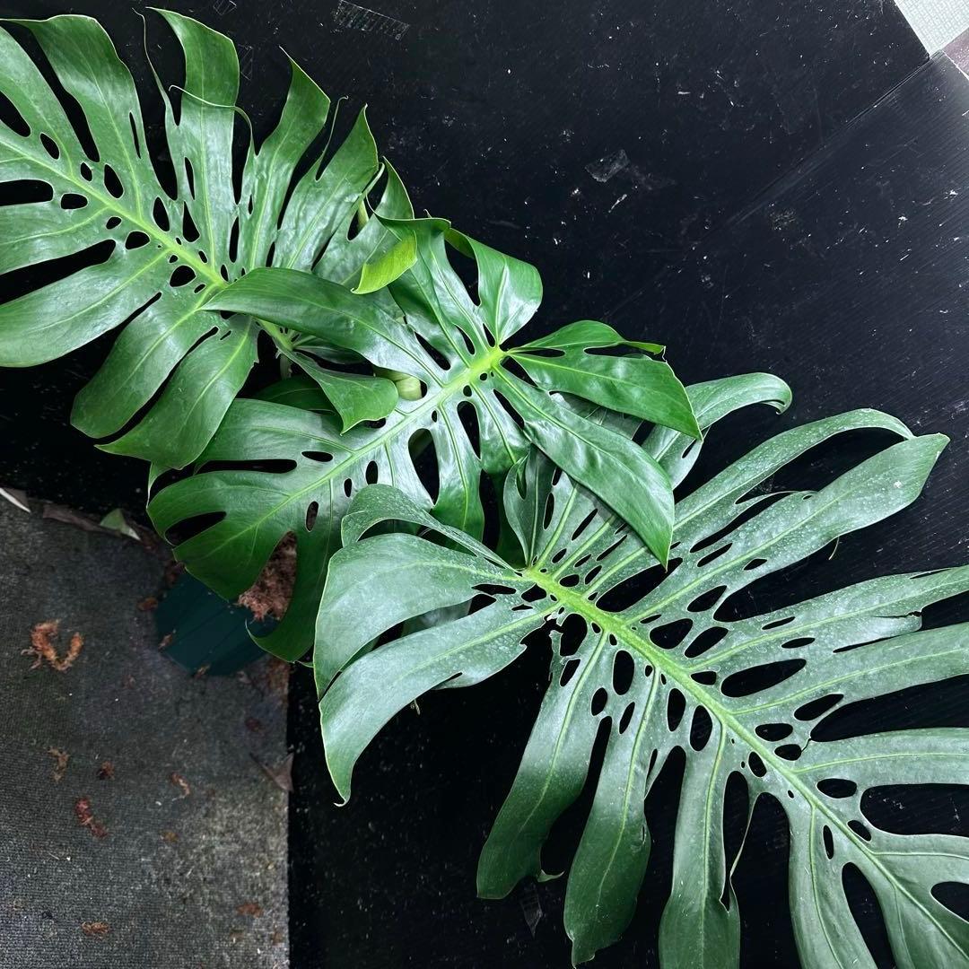 あ*さ様 モンステラデリシオーサマクロコズム超希少系統鉢植え71㎝ 希少】モンステラ デリシオーサ 'マクロコズム' – RARE PLANTS JAPAN