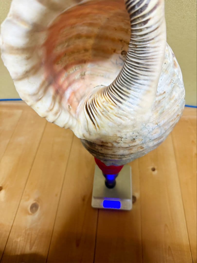 限定セール❗️最大級修験道法螺貝50㎝ 肉厚 山伏ホラガイ ほら貝