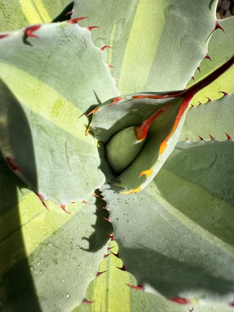 【福沢諭吉様】Agave parryi truncata 'Jackpot'