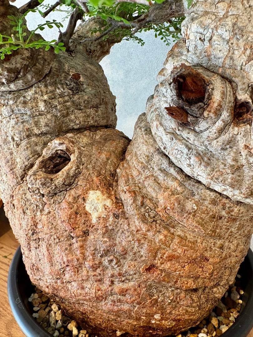 【ムチムチ極太塊根】パキプス｜新芽展開・発根済・6号鉢　みやび鉢