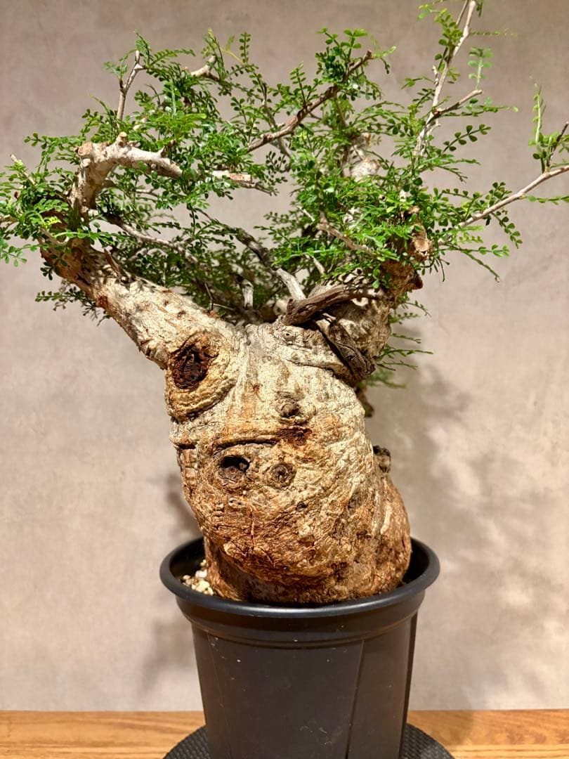 【ムチムチ極太塊根】パキプス｜新芽展開・発根済・6号鉢　みやび鉢